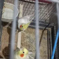 ۱۰تا عروس|پرنده|بروجرد, |دیوار