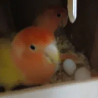 کوتوله ماده مست