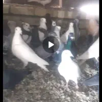 کبوتر فروشی