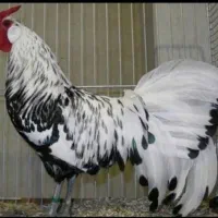 تخم مرغ نطفه دارازنژادهای زینتی وکمیاب|حیوانات مزرعه|تهران, خاوران|دیوار