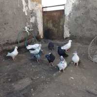 ۱۰تا کفتر|پرنده|مشهد, محمدآباد|دیوار