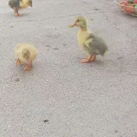 جوجه غاز 3روزه