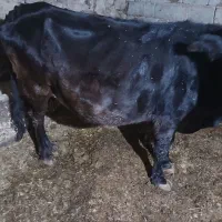 گاو و گوساله ابست