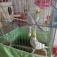 فروش عروس هلندی|پرنده|ایلام, |دیوار