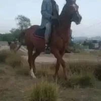 مادیون دره شور فهمیده