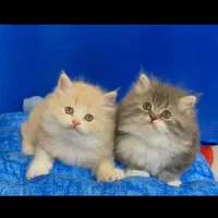 بچه گربه های عروسکی ( مجموعه ایران کتز)|گربه|چالوس, |دیوار