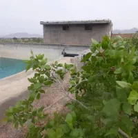 فروش باغ پسته بارده هشت ساله صنعتی ،با امکانات|فروش دفتر صنعتی، کشاورزی، تجاری|مرند, |دیوار