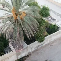 برش و قطع نخل در سراسر استان|خدمات باغبانی و درختکاری|بندر کنگان, |دیوار