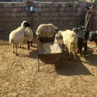 سه عدت میش جوان ابست بایک بره نر ۳۰ کیلوه بالا