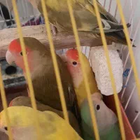 طوطی برزیلی