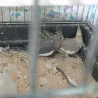 گمشده عروس هلن ی