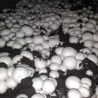 عرضه مستقیم کمپوست قارچ