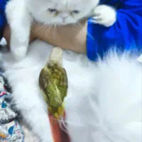 گربه اسکاتیش پرشین .صورت تخت گوش کوتاه. سفید|گربه|بندرعباس, |دیوار