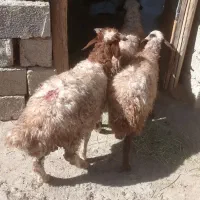 3تا بره مناسب برای نگهداری