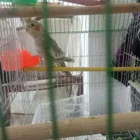 جوجه عروس هلندی