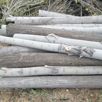 خرید چوب|خدمات باغبانی و درختکاری|سنندج, |دیوار