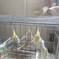 ۳عدد عروس هلندی بایک قفس