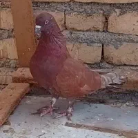 کفتر شکار نر سرخ و ماده لکدوش|پرنده|حمیدیا, |دیوار