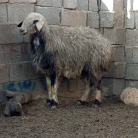 میش بره دار آبستن 15راس درجه یک|حیوانات مزرعه|میمند, |دیوار