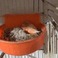 قناری رد فاکتور مولد رو تخم و جوجه|پرنده|گرگان, |دیوار