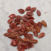 تخم هندوانه