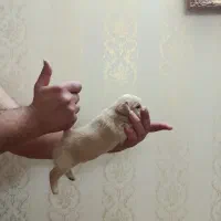 سگ پامر اشپیتز|سگ|اردبیل, |دیوار