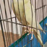 عروس هلندی‌|پرنده|اصفهان, دوطفلان|دیوار