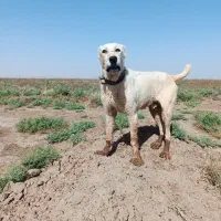 سگ گله نژاد آلبا 15ماهه
