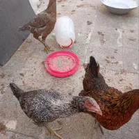 مرغ و خروس لاری|حیوانات مزرعه|مشهد, ابوذر|دیوار