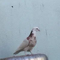 طوقی|پرنده|بم, |دیوار