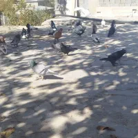 کبوتر پرنده