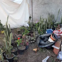 گل آپارتمانی|گل و گیاه طبیعی|اردبیل, |دیوار