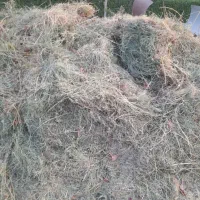 علف یونجه تازه