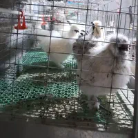 مجموعه دهکده جوجه تخم نطفه دار ابریشمی فول کیفیت|حیوانات مزرعه|مشهد, طرق|دیوار