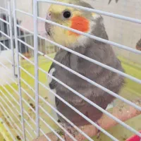 عروس هلندی|پرنده|فلاورجان, |دیوار