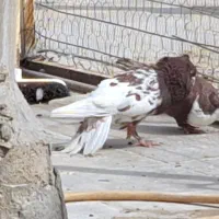 قره سبز و کله سرخ