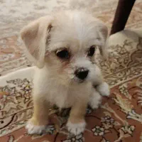 توله سگ شیتزو