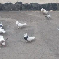 یه سوسکی یه گرگی ماده