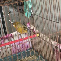 قناری نر بخون