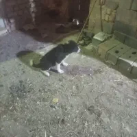 سگ ماده قدرجونی