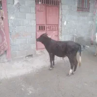 گوساله دورگه