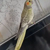 عروس هلندی جفت مولد به شرط و تظمین