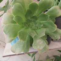 دیفن باخیا یوکا و سانسوریا پتوس گندمی ناز کاکتوس|گل و گیاه طبیعی|اسلامشهر, شهرک محمدیه|دیوار