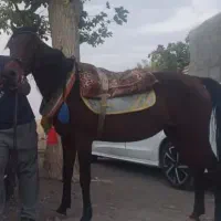 اسب