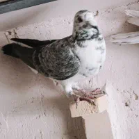 ماده بزک سینه سفید|پرنده|شیراز, شهرک ترکان|دیوار