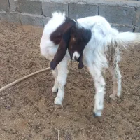 سلام گوسفند فروشی