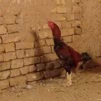 خروس لاری فروش فوری