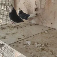 کبوتر شازده مشکی|پرنده|خمینی‌شهر, |دیوار