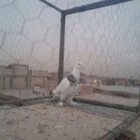 کبوتر طوقی|پرنده|لنجان, |دیوار