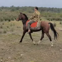 اسب کرد جوان